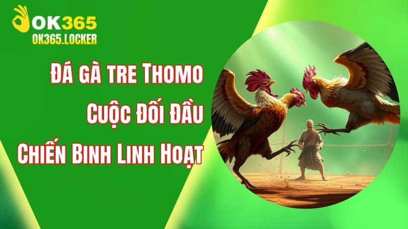 Đá gà tre Thomo